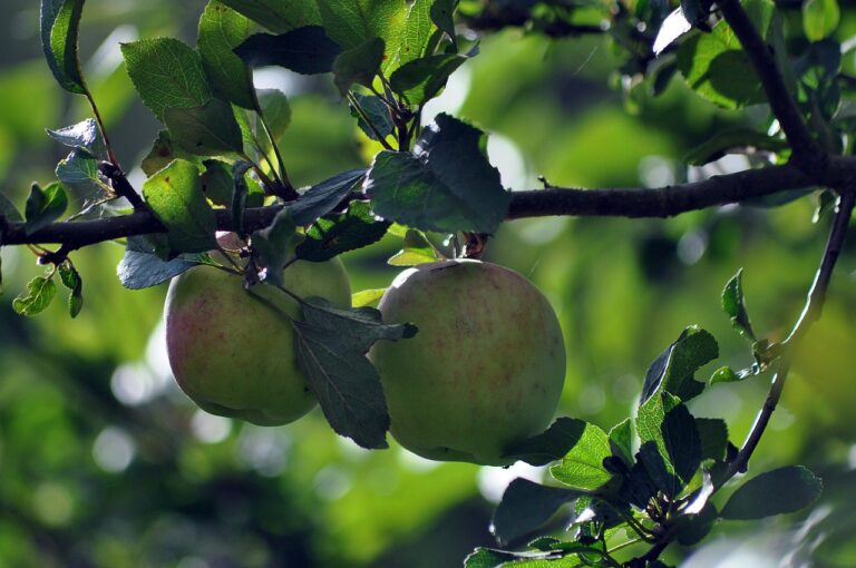 The Role of Yoga in Managing Chronic Pain