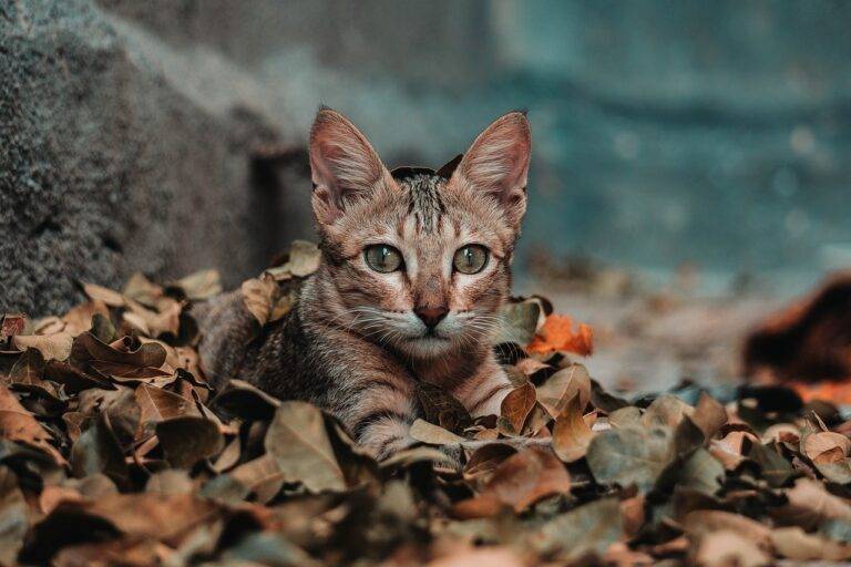 The Beauty of Terrazzo: A Timeless Trend in Home Design